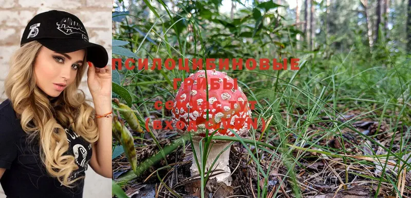 MEGA как войти  Волгореченск  Галлюциногенные грибы Magic Shrooms 